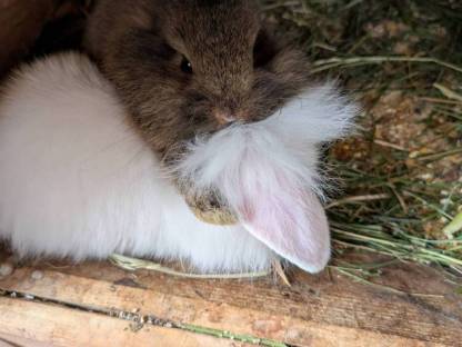 Bild 3:Zwergkaninchen zu verkaufen