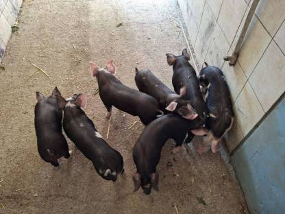 Bild 7:Verkaufen Berkshire x Pietrain und verschiedene Duroc-Kreuzungen