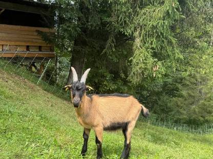 Ziegenbock