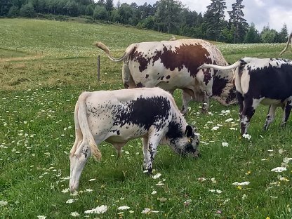 Bild 2:PSS Jungstier zum Verkaufen