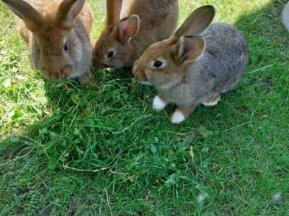 Hasenbabys