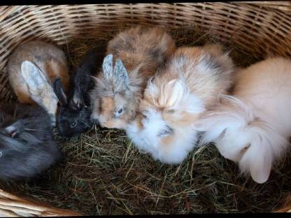 Bild 2:Junge Zwergkaninchen in allen Farben