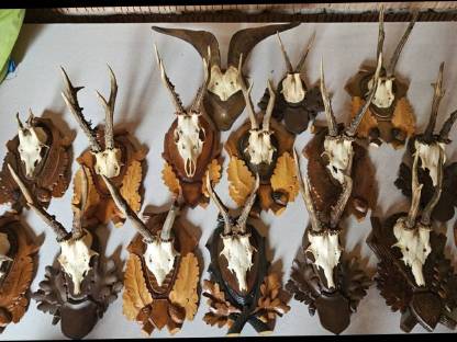 Bild 2:Hirsch und Reh Geweihe