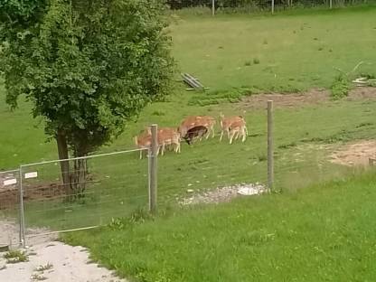 Schwarzes Damwildtier zur Zucht