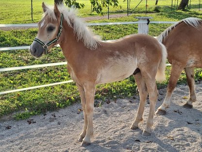 Bild 5:Haflingerhengstfohlen Wailando