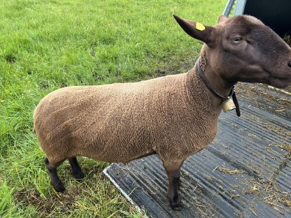 Bild 3:Weibliche Jura-Schafe