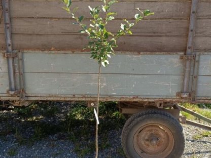 Apfelbaum verschiedene alte Sorten