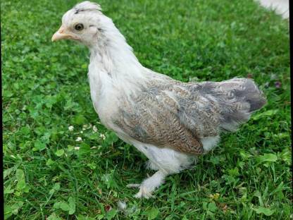 Zwergcochin Mix