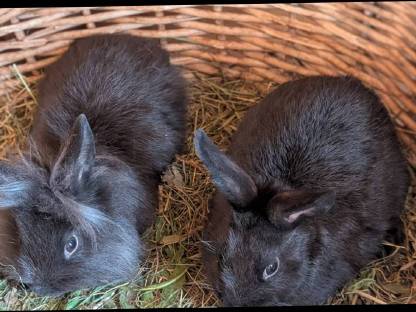 Bild 7:Junge Zwergkaninchen in allen Farben