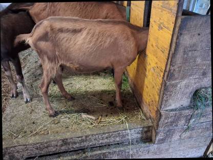 Bild 2:Toggenburger Mix in Milch