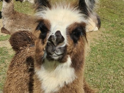 Bild 2:Alpakas und Wooly Lamas zu verkaufen