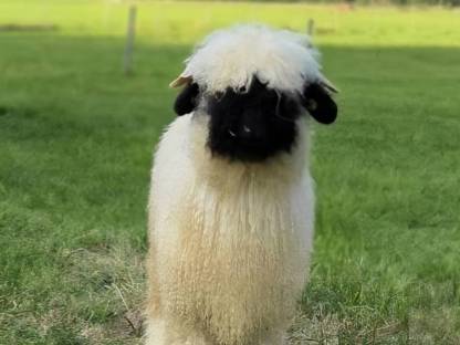 Bild 4:Walliserschwarznasen Widder G1