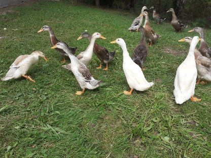 Bild 2:Junge Laufenten