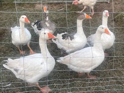 Verkaufe Gänse