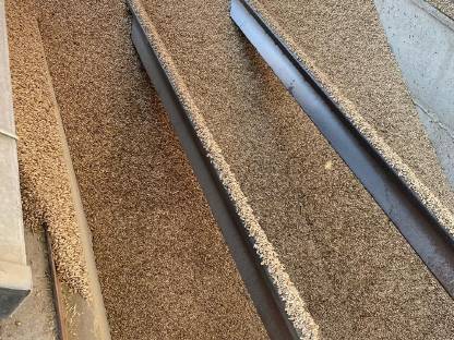 Bild 5:Futterdinkel in Spelz oder geschält