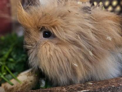 Bild 2:Kastrat Löwenköpfchen Kaninchen