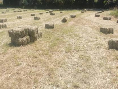 Bild 3:Verkaufe Wiesenheu 1. Schnitt