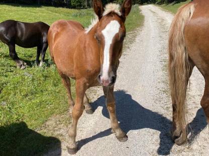 Bild 4:Dunkelfuchs Hengstfohlen