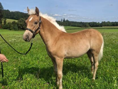 Bild 6:Haflinger Stutfohlen