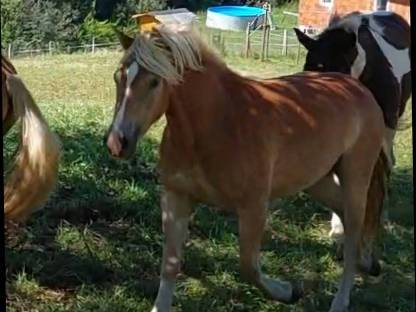 Haflinger Stute