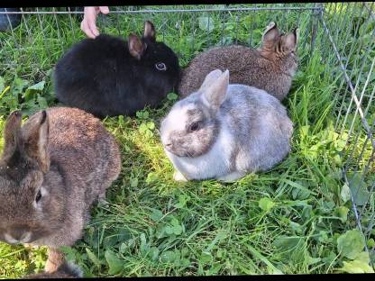 Bild 2:Zwergkaninchen