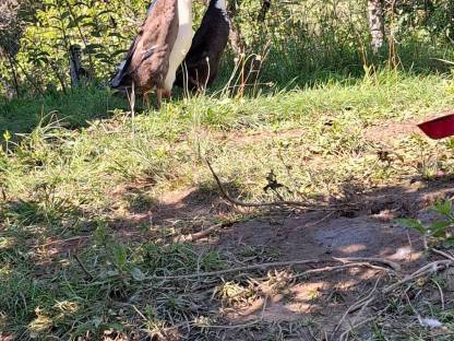 Bild 4:Laufenten Schneckensammler