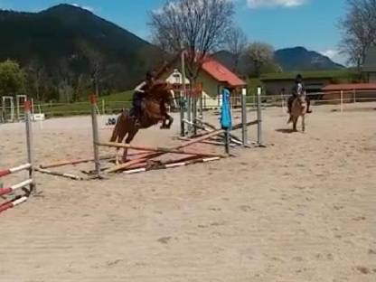 Bild 4:Allround Stute 9-jährig