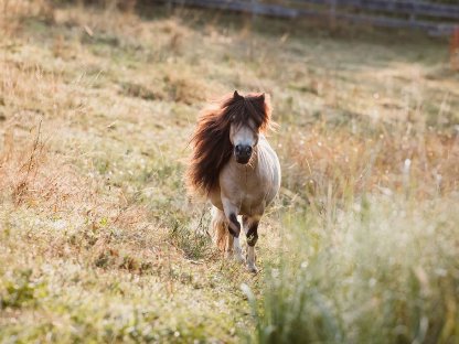 Bild 6:Pachthengst in Sonderfarbe, Mushroomschecke Buckskin, 82 cm