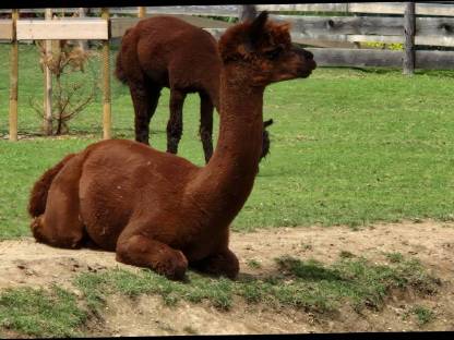 Bild 4:Alpaka-Hengste und -Wallach