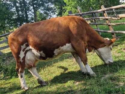 Trächtige BIO Milchkuh