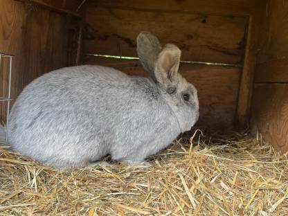 Bild 2:Helle Großsilber