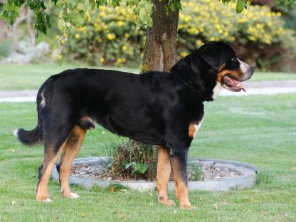 Bild 7:Großer Schweizer Sennenhund Rüde