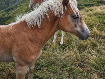 Bild 3:Hengstfohlen Bardolino