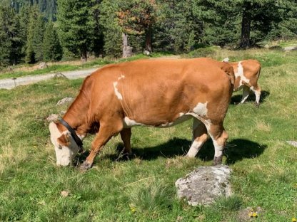 Bild 3:3 Kalbinnen zu verkaufen