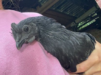 Bild 3:Ayam Cemani Junghahn