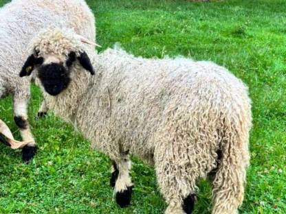 Bild 5:BIO Walliser Schwarznasen weiblich