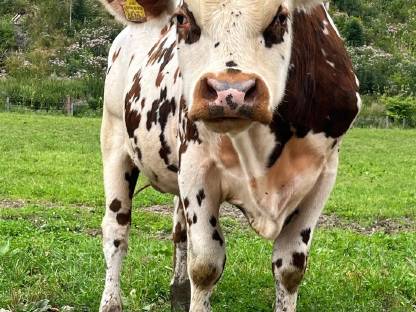 Stier Normanne