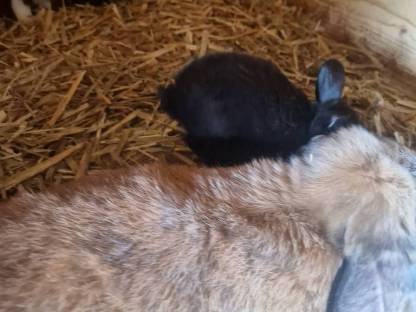 Bild 2:Zwerghasen Widder