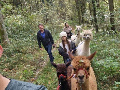 Bild 3:Alpaka Verkauf, Alpakas im Paket