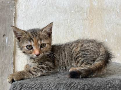 Bild 6:Kätzchen - Babykatzen - Langhaar - Halblanghaar - Kurzhaar