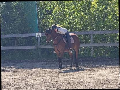 Bild 3:Deutsche Reitponystute