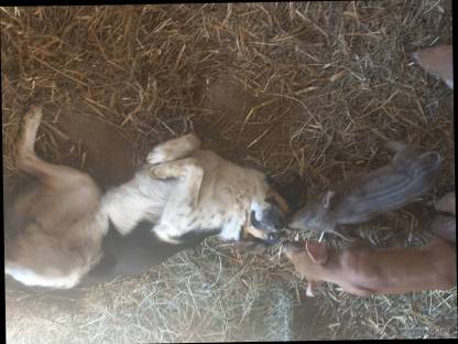 Bild 2:Freilandferkel Schwäbisch-Hall x Duroc