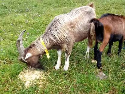 Bild 7:Pinzgauer Böcke