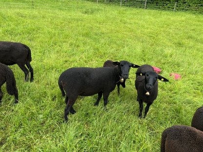 Bild 2:Weibliche Jura-Schafe