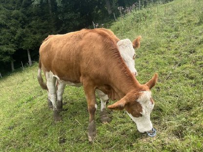 Bild 2:Hochträchtige Fleckviehkalbin