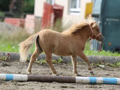 Mini Shetty Stutfohlen