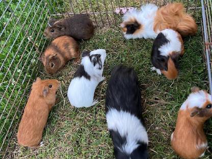 Meerschweinchen