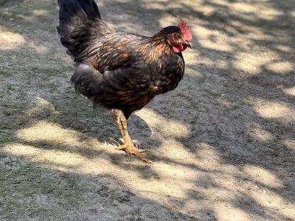 Bild 4:Junge Marans Buntleger Mix Hähne