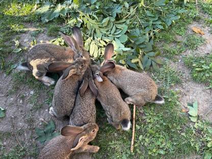 Bild 2:Deutsche Riesen