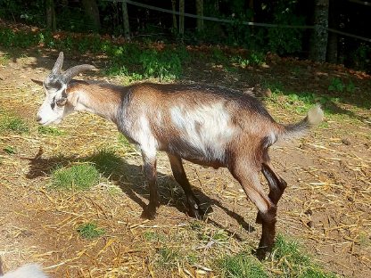 Jungbock Ziegenbock